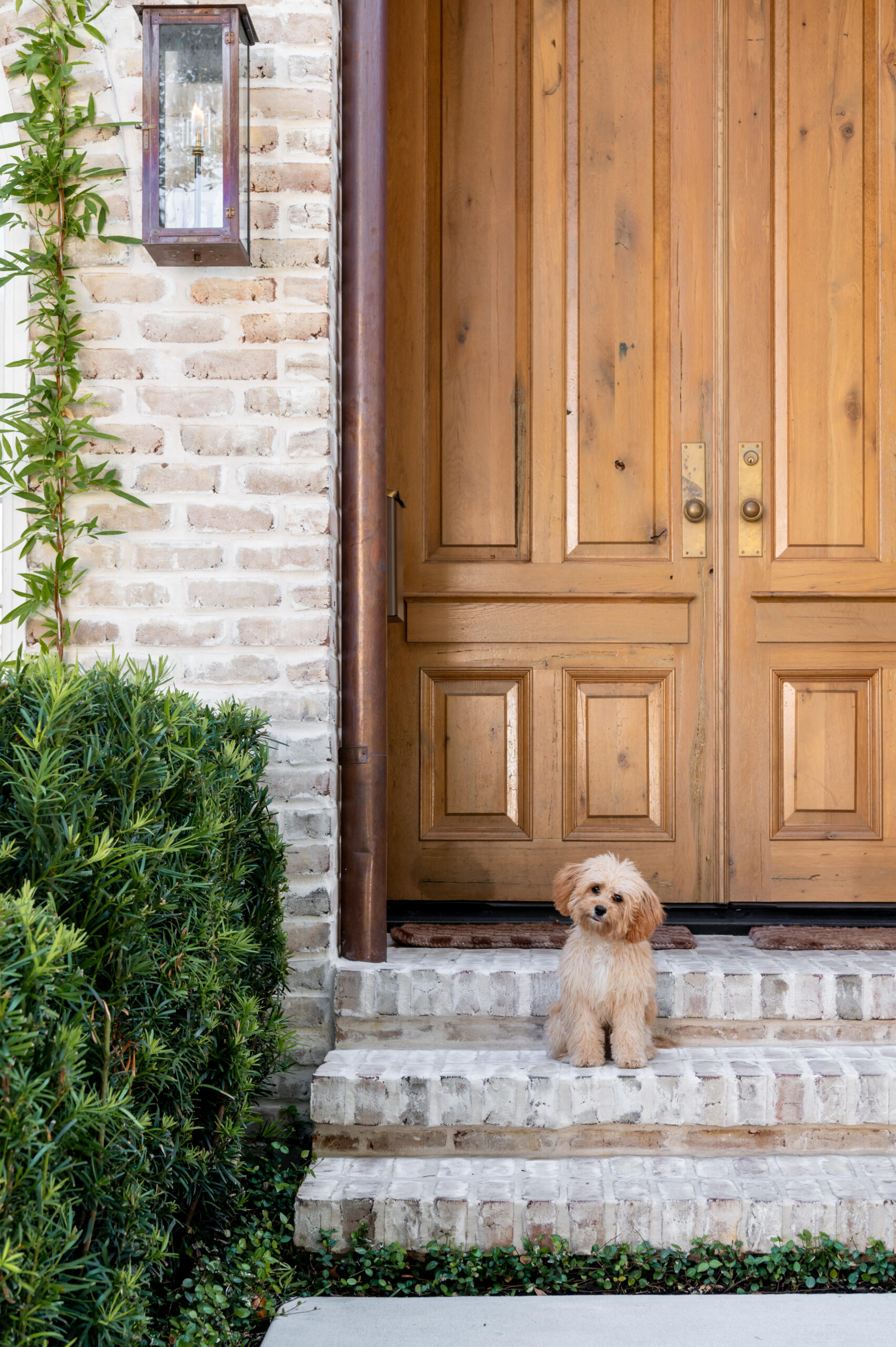 The inviting front door of a home with a small dog standing on the steps, surrounded by lush greenery. The careful attention to detail in the entrance area echoes the master interior design philosophy of cohesive, welcoming environments